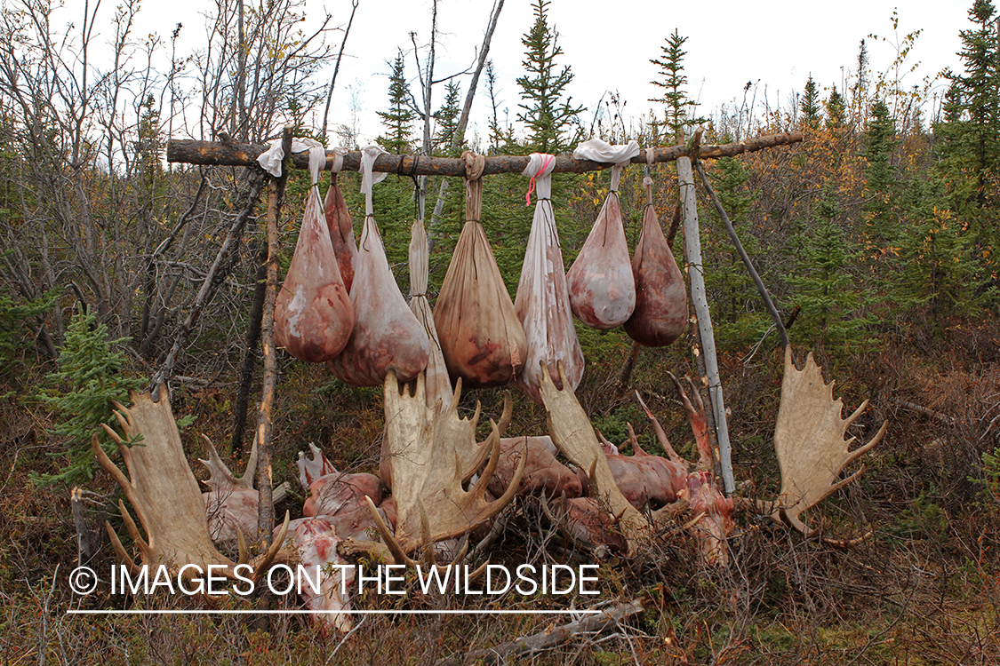 Hunters in camp with butchered moose. 