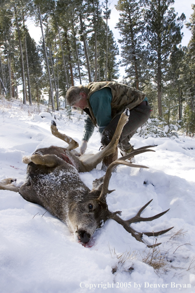 Mule deer hunter field dressing nice buck.