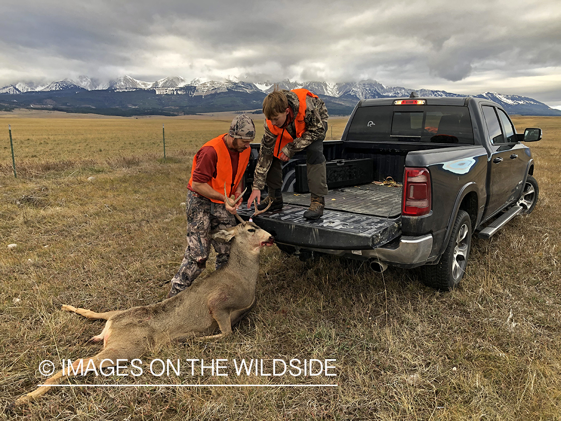 Father and son dragging out field dressed mule deer.