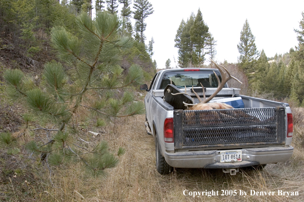 Bagged elk in back of truck.