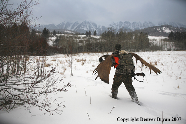 Moose hunter in field