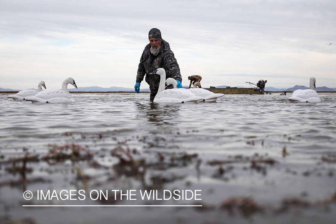 Hunting Tundra Swans and Ducks in Bear River region in Utah.