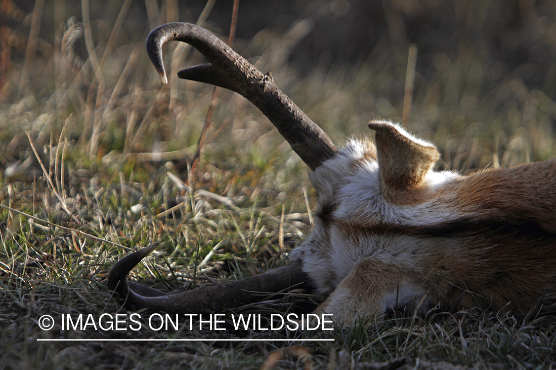 Recently downed antelope buck in field. 