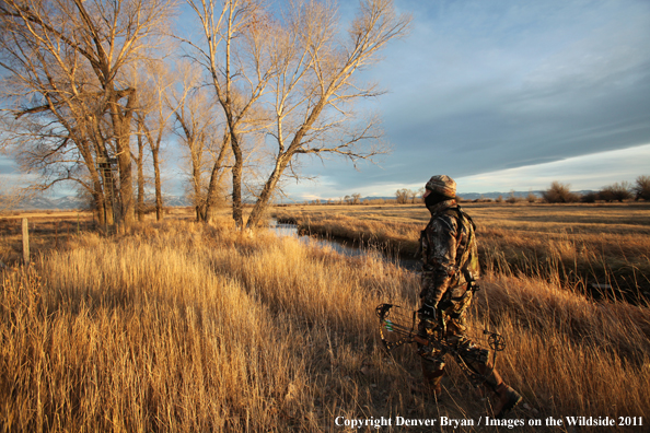 Bowhunter walking through field. 