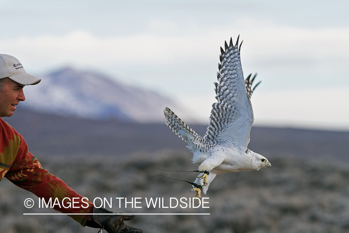 Falconer releasing white Gyr falcon to hunt.