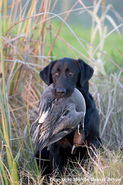 Black Labrador Retriever in field with bagged pintail drake.