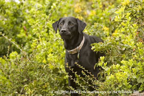 Black Labrador Retriever