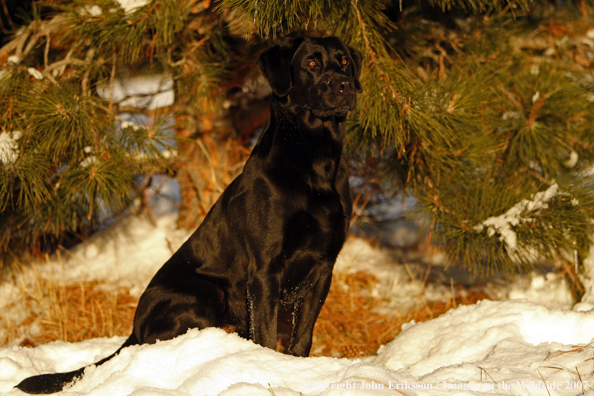 Black Labrador Retriever in field