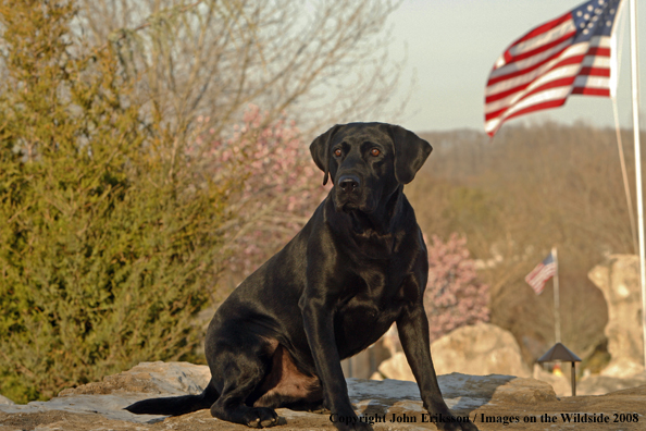 Black Labrador Retriever in field