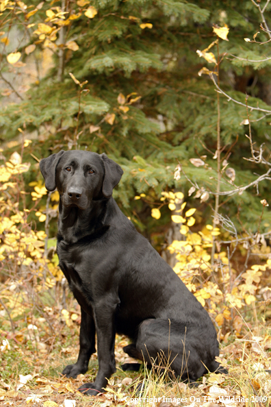 Black Labrador Retriever