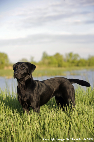 Black Labrador Retriever in field