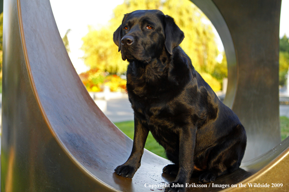 Black Labrador Retriever 