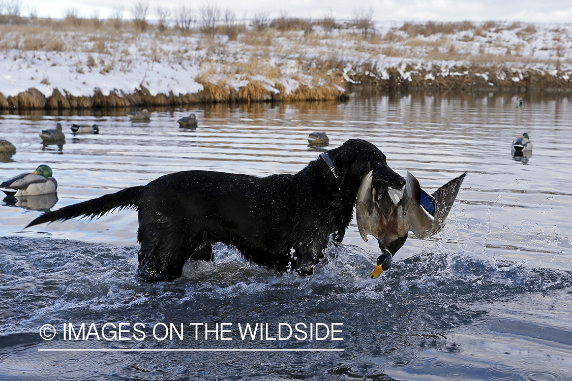 Black Labrador retrieving bagged mallard.