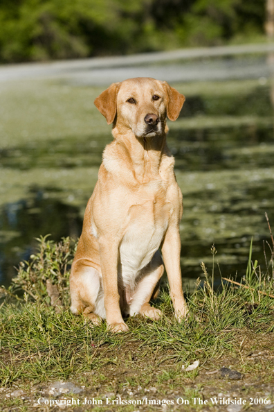 Yellow Labrador Retriever.