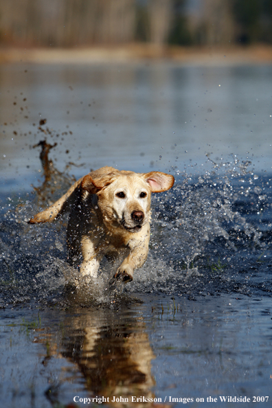 Yellow Labrador Retriever in field