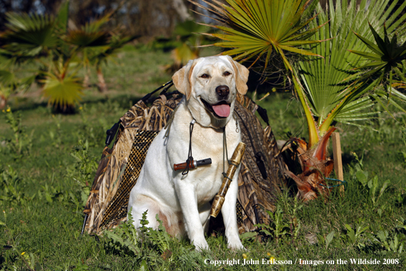 Yellow Labrador Retriever in field