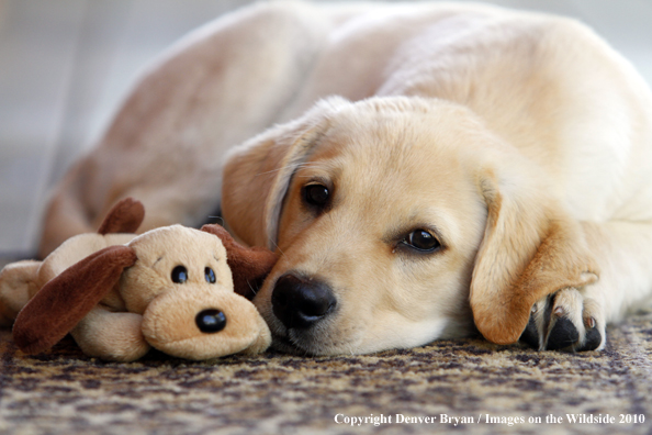 Yellow Labrador Retriever Puppy with toy