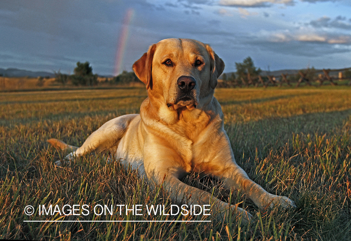 Yellow Labrador Retriever in field. 