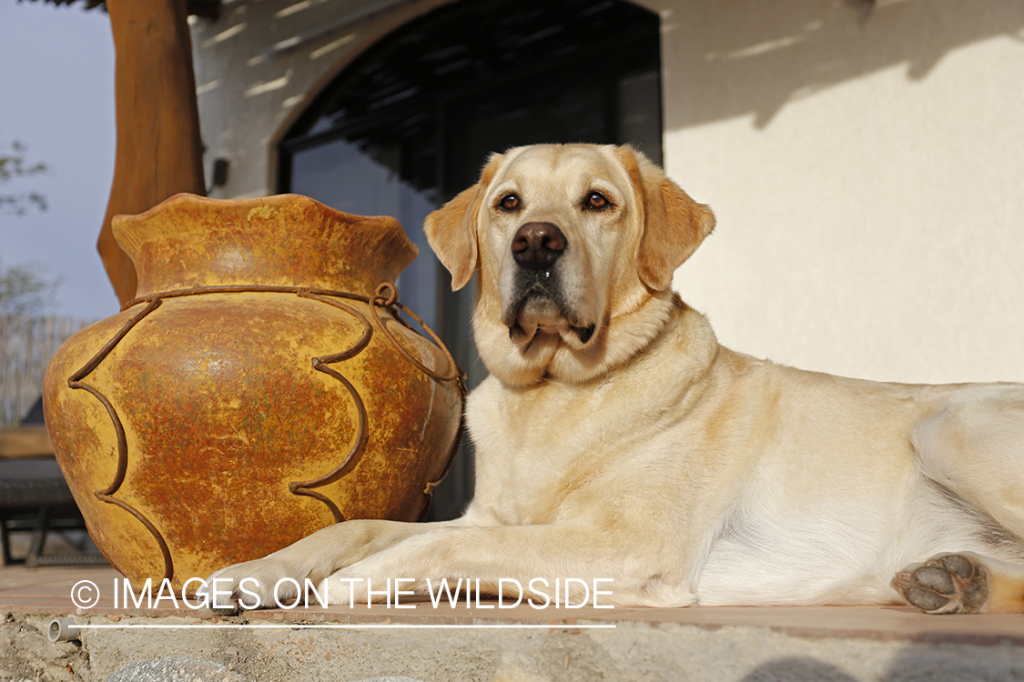 Yellow lab on deck.