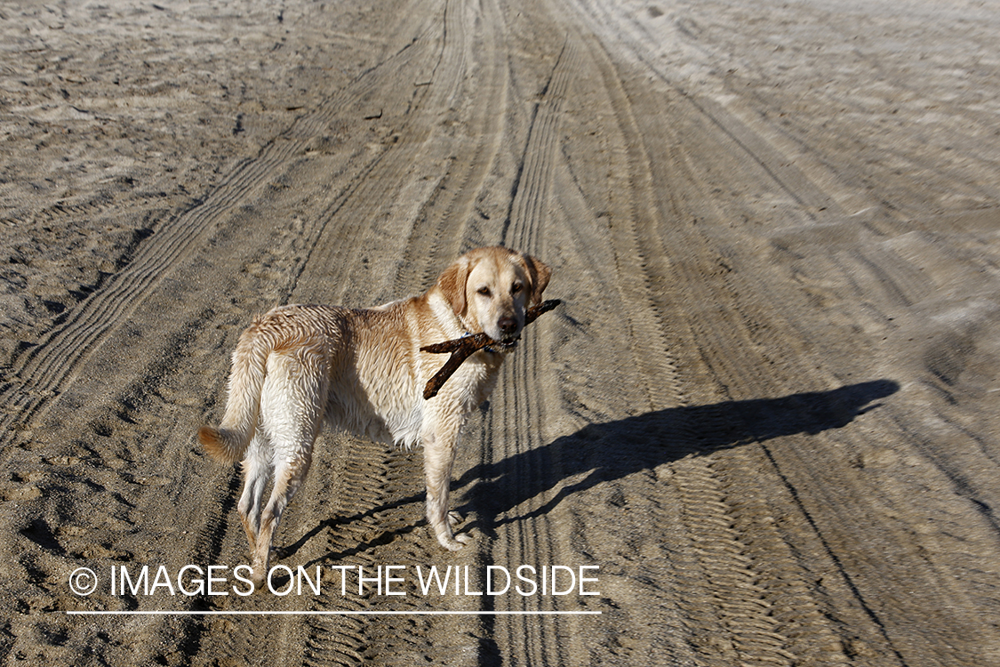 Wet lab on beach.