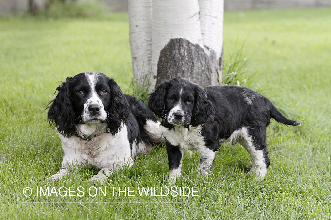 English Springer Spaniel with puppy.