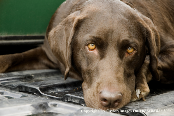 Chocolate Labrador Retriever.