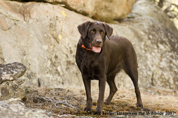 Chocolate labrador