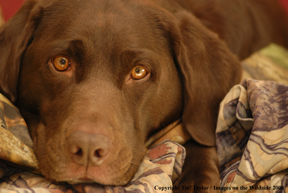 Chocolate Labrador Retriever 