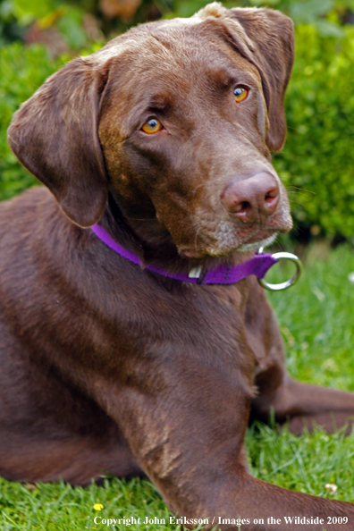 Chocolate Labrador Retriever 