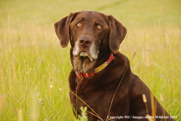 Chocolate Labrador Retriever