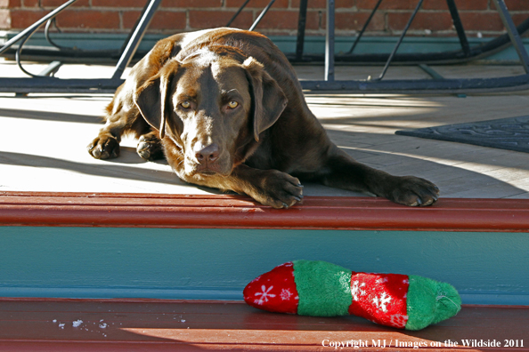 Chocolate Labrador Retriever.