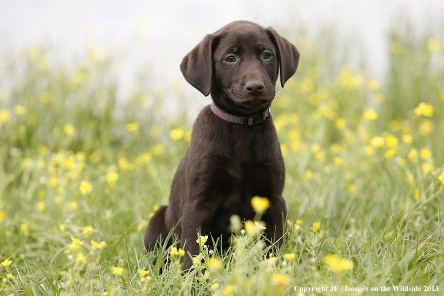 Chocolate Labrador Retriever puppy