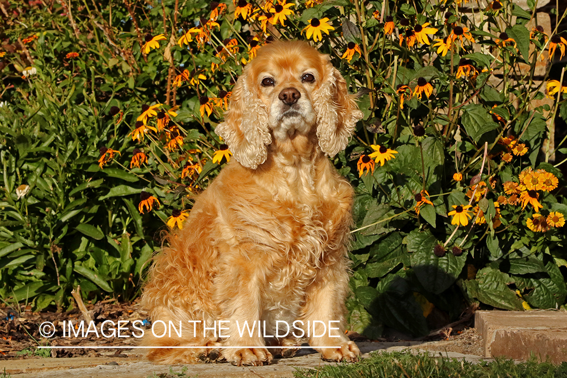 Cocker Spaniel in front of flowers.