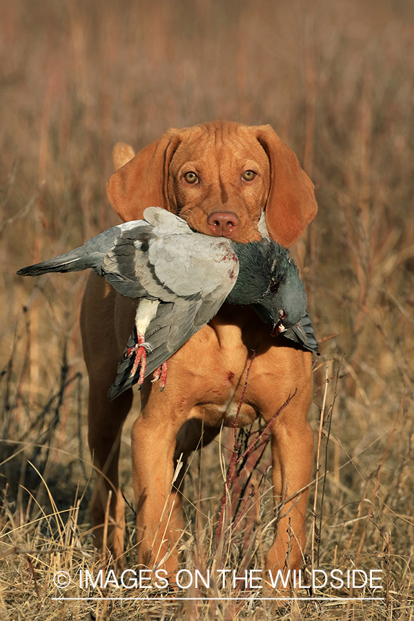 Vizsla retrieving fowl.