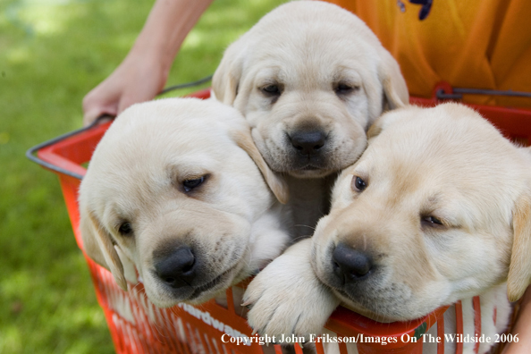 Yellow Labrador Retriever puppies.