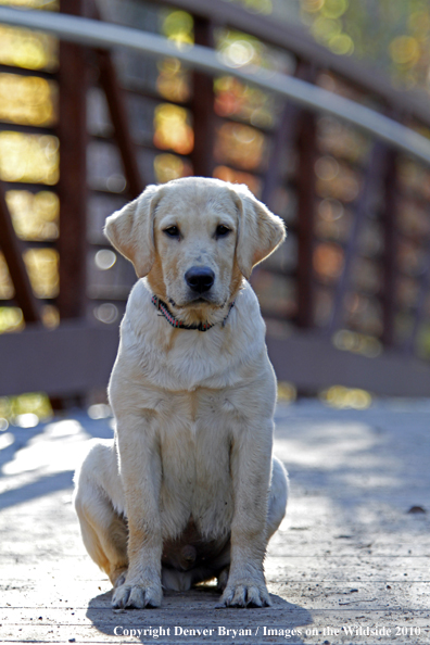 Yellow Labrador Retriever puppy