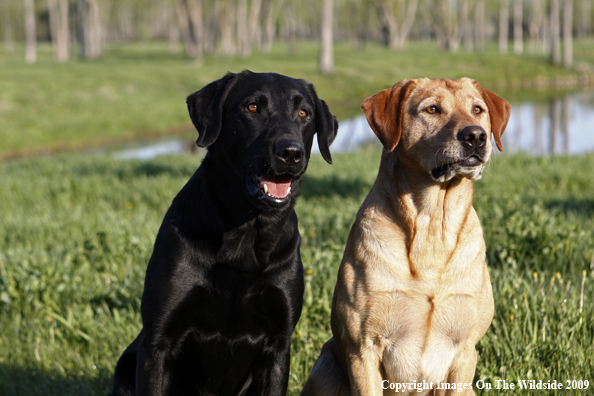 Multi-colored Labrador Retrievers in field