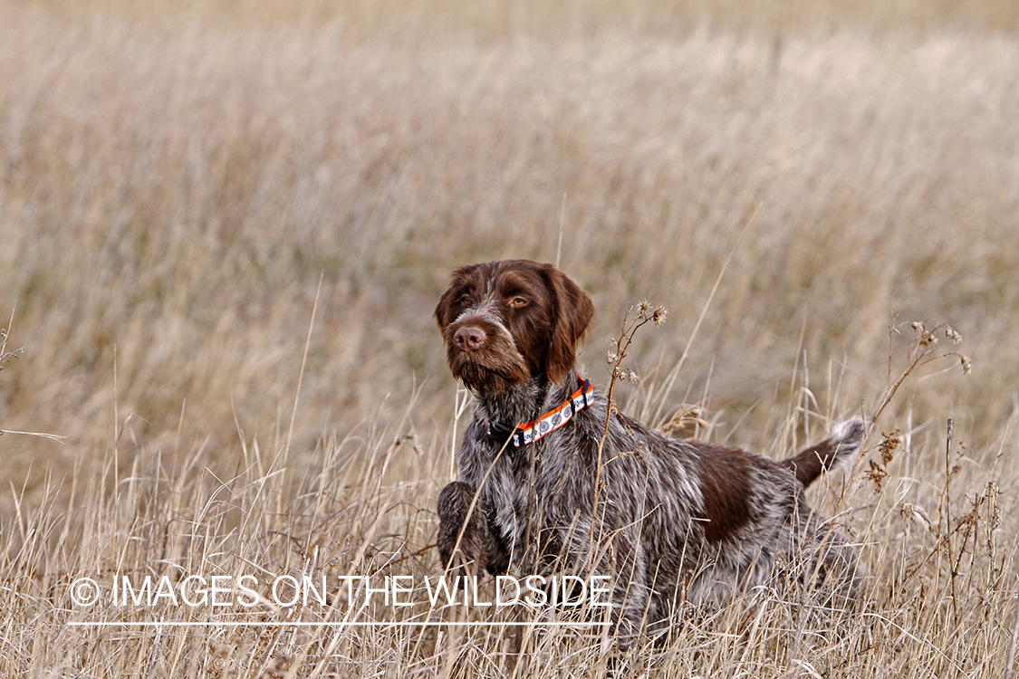 Pointing Griffon in field.