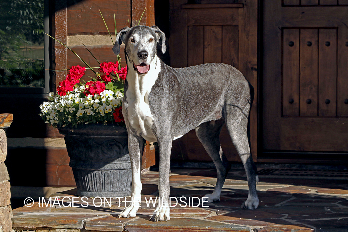 Great Dane on stone deck.