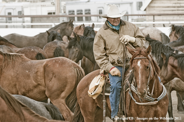 Old-time cowboy checking horse pens