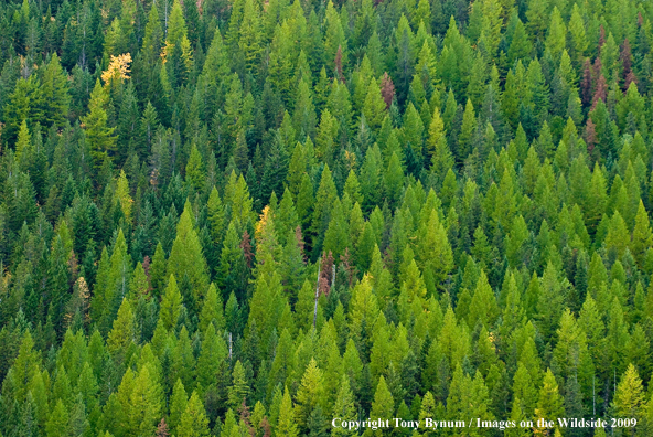 Western Forest Landscape