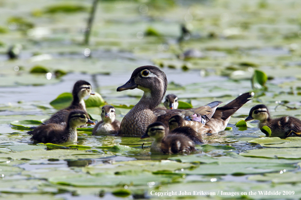 Wood duck family on water in wetlands