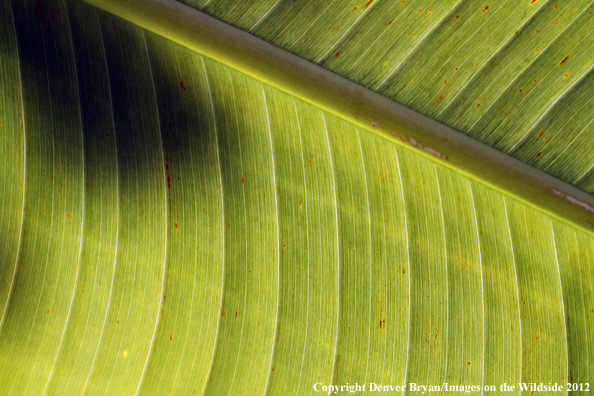 Vegetation close-up in Hawaii. 