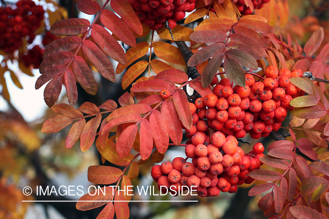 Autumn Vegetation