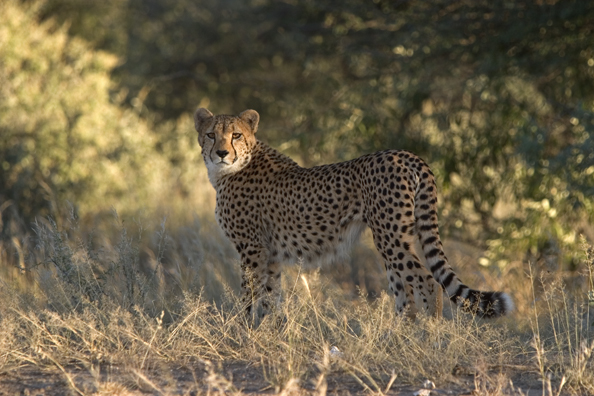 Cheetah in habitat.  Africa.