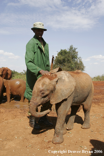 African Elephants