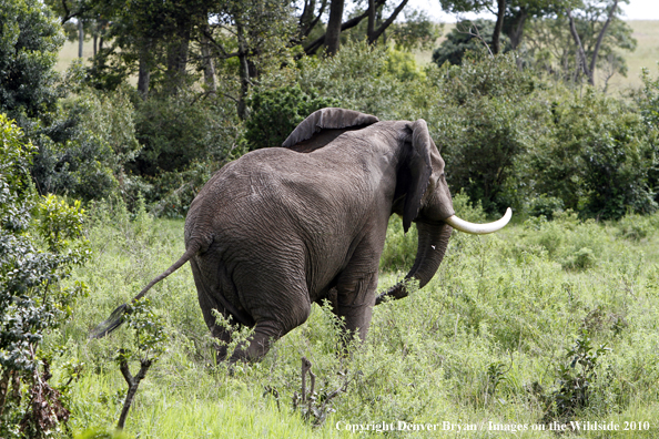 African Bull Elephant 