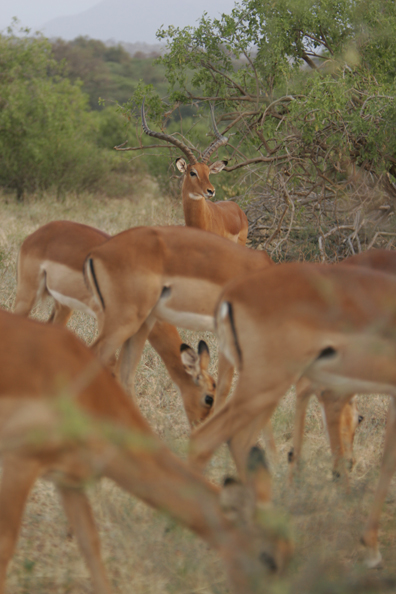 African Impala herd.