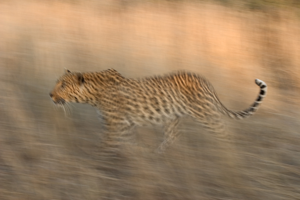 Leopard running/walking. Africa