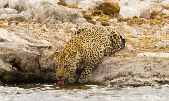 Leopard drinking from pool. 